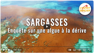 Lire la suite de 'Sargasses : enquête sur une algue à la dérive'