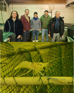 Lire la suite de 'Les avancées du programme FEAMPA OPTICED ‘Optimisation de la crevetticulture d’eau douce’'