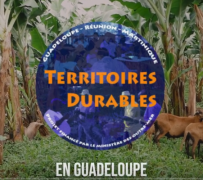 Lire la suite de 'La chlordécone constitue-t-elle un frein au développement de l'agroécologie dans les bananeraies antillaises ?'